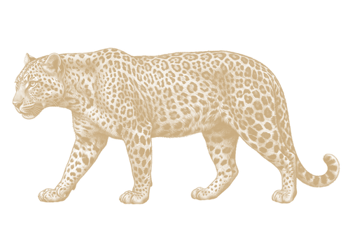 Leopardo