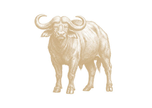 Búfalo